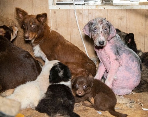 Dogs before being rescued from a large-scale alleged cruelty case at a puppy breeding operation in Hertford County, North Carolina.