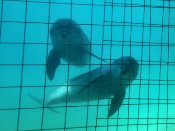 Dolphins being captured for entertainment or meat