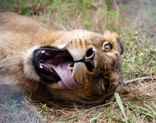 A lioness rolls around in her enclosure
