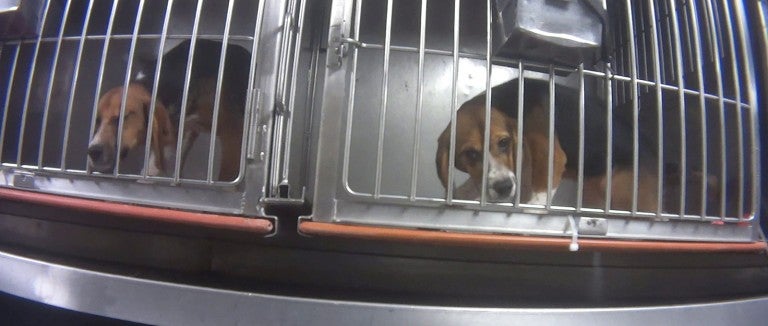 Beagles in their cages during Dow investigation