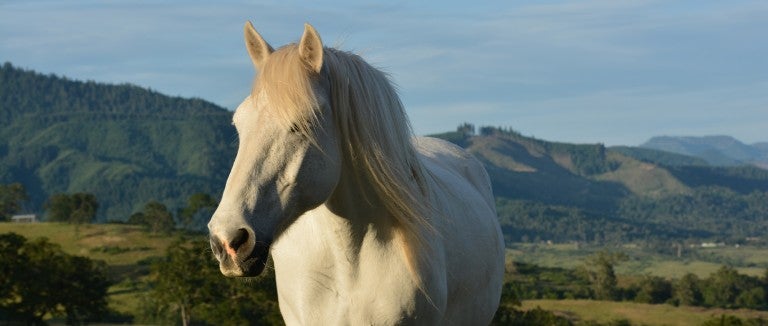 A white horse stands in a field at Duchess Sanctuary with rolling hills behind them