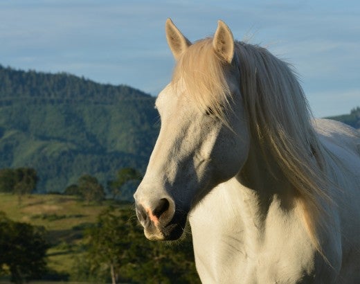 A white horse stands in a field at Duchess Sanctuary with rolling hills behind them