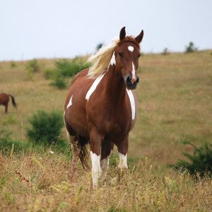 A horse stands in the lush meadow at Duchess Sanctuary