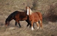 horses at Duchess Sanctuary saved from equine cruelty