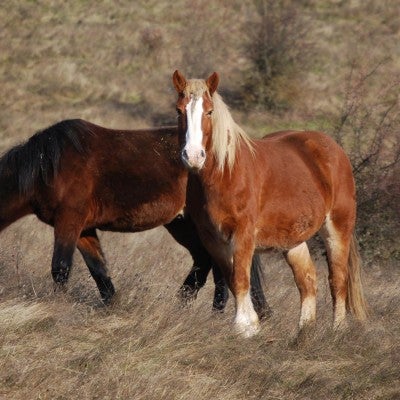 horses at Duchess Sanctuary saved from equine cruelty