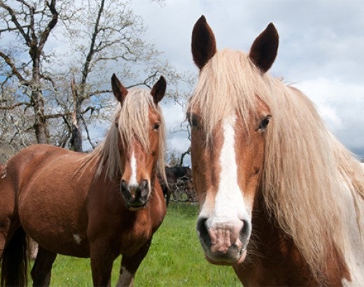 Godiva and Lula, two mares rescued from the pregnant mare urine industry, enjoy each other's company on the lush green fields of Duchess Sanctuary