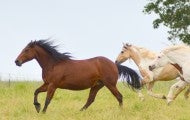 Horses gallop through the fields at Duchess Sanctuary