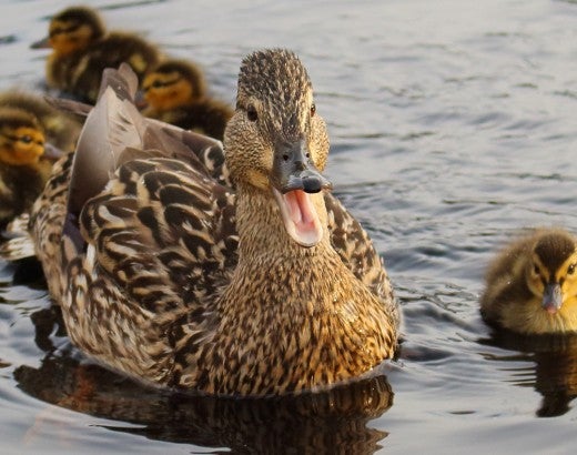 mother duck with her ducklings swimming in water