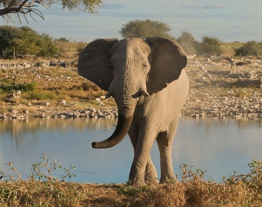 Elephant in Namibia, Africa