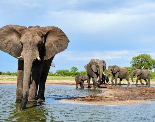 African elephant group drinking at a waterhole
