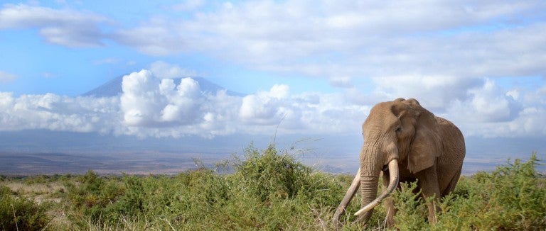 An elephant in the wild