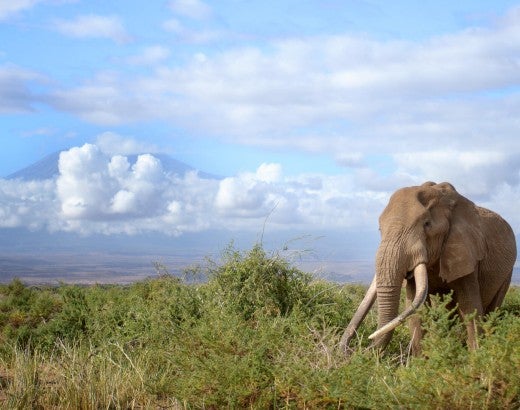 An elephant in the wild