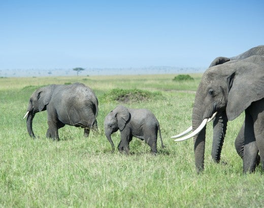 Elephants