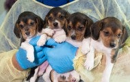 HSUS Animal Rescue Team members and volunteers carry beagles into the organization’s care and rehabilitation center