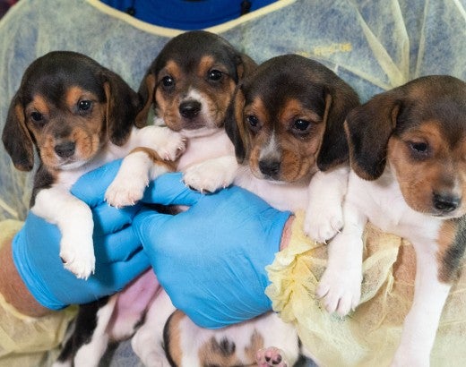 HSUS Animal Rescue Team members and volunteers carry beagles into the organization’s care and rehabilitation center