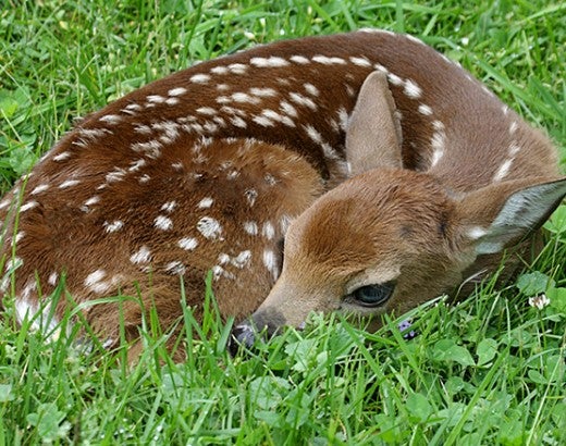 Baby fawn deer lying in the grass