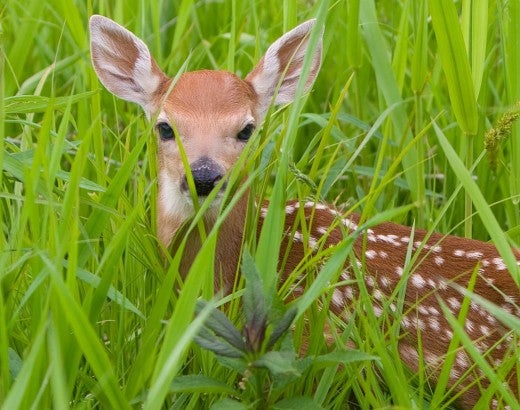 Fawn in a field of tall green grass