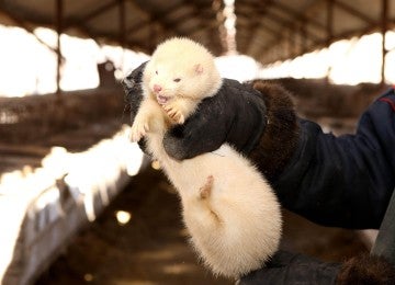 Scared ferret held by fur farmer
