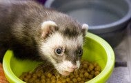 Pet ferret eats food out of its bowl