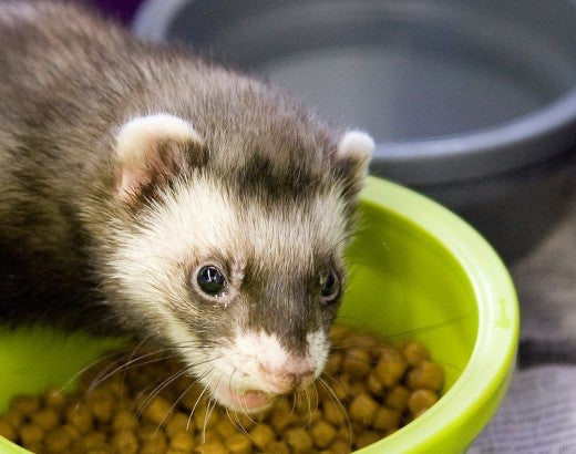 Pet ferret eats food out of its bowl