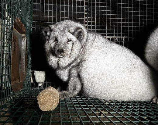 A fox in a small, barren cage