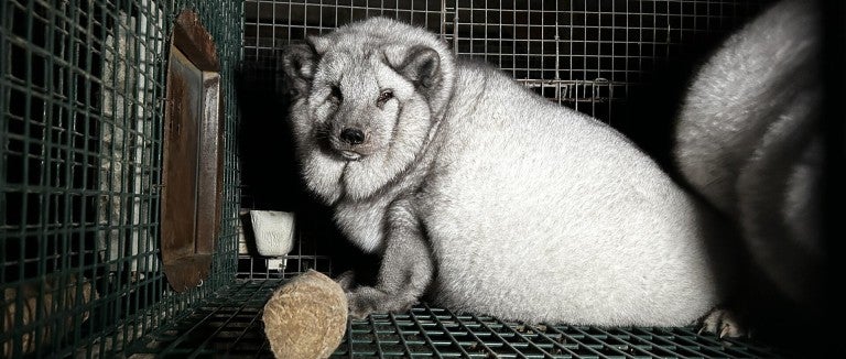 A fox in a small, barren cage