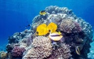 a school of tropical fish swims around a coral reef