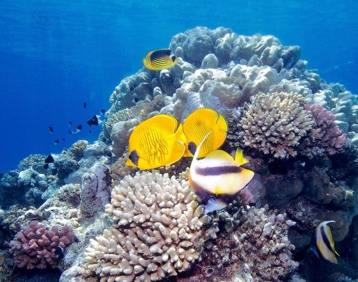 a school of tropical fish swims around a coral reef