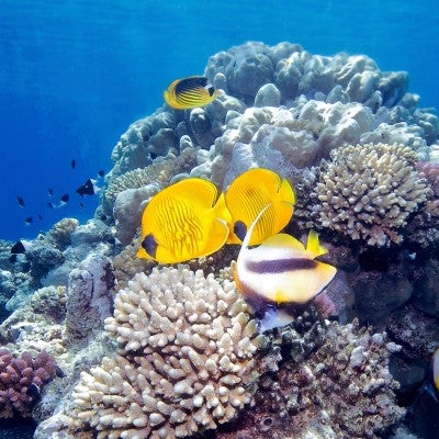 a school of tropical fish swims around a coral reef
