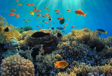 A diverse group of fish swim in the ocean