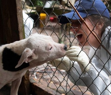 HSUS staff gives dog a treat while being rescued from large-scale alleged neglect case