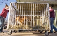 Elsa the tiger in a cage on wheels being moved to her new home