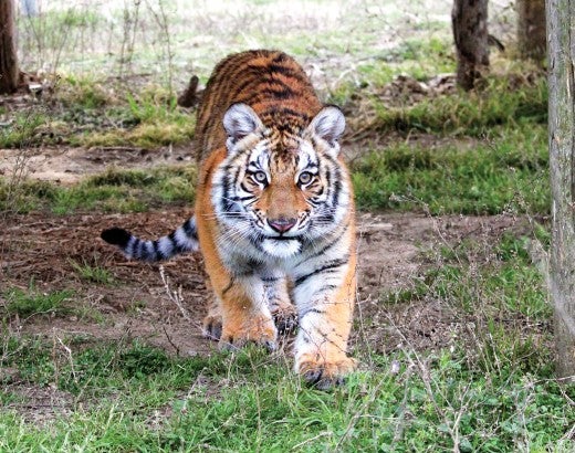 Elsa the tiger in her new home