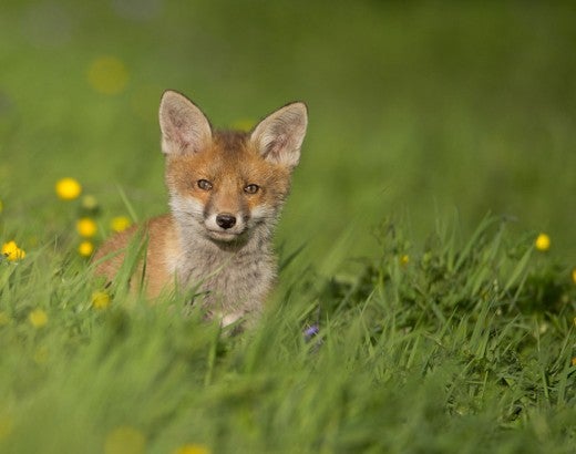 fox
