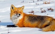Wild red fox relaxing in the snow
