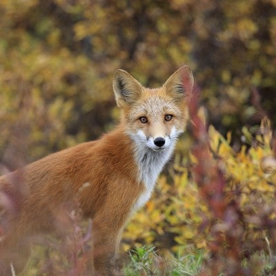 Wild red fox