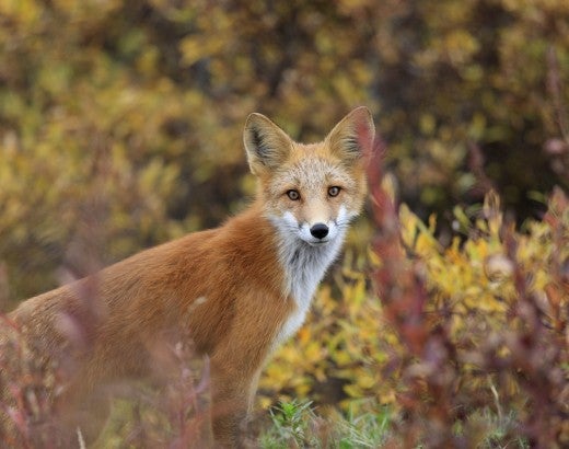 Wild red fox