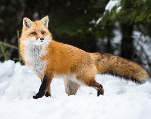 Red fox in the snow