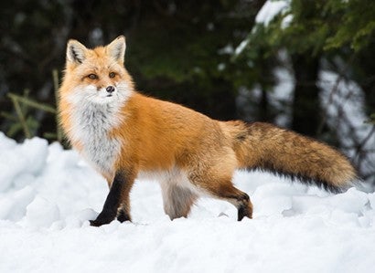 Red fox in the snow