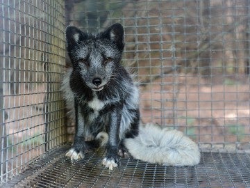 fox at fur farm