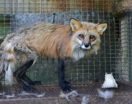 Going fur free can end suffering of animals like this red fox on a fox and mink farm.