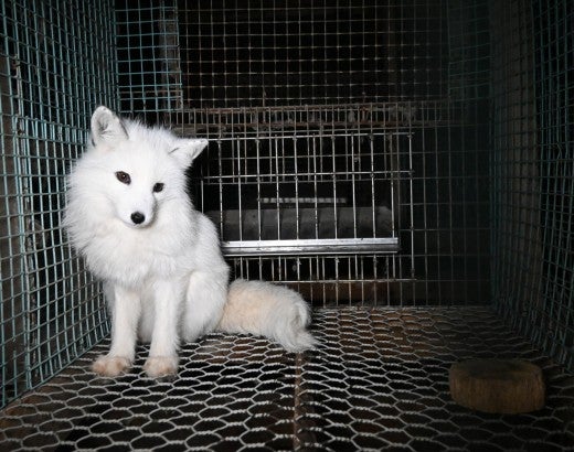 Fox in cage