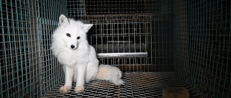 Fox in cage