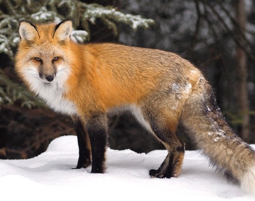 Beautiful orange fox standing in the snow. 