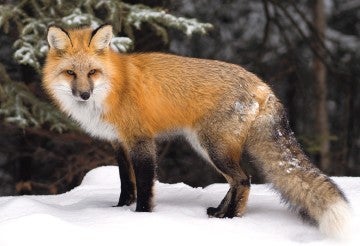 Beautiful orange fox standing in the snow.