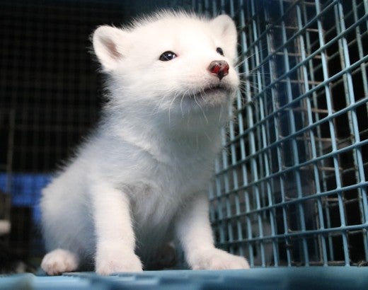 A young fox at a fur farm stares out from their cage