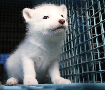 A young fox at a fur farm stares out from their cage