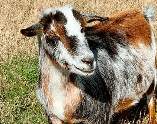 Fraggle Rock the goat