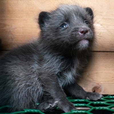 Small afraid fox kit looks out of cage on fur farm