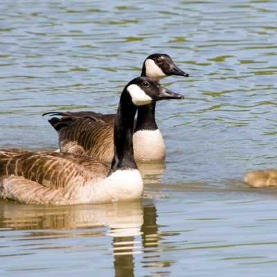 geese and goslings floating on lake